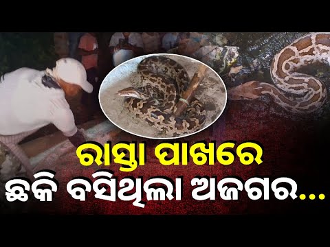 ୧୦ ଫୁଟ୍ ଲମ୍ବର ଅଜଗରକୁ ଦେଖି ଛାନିଆ ଲୋକେ, ପହଁଚିଲା ବନ ବିଭାଗ ||Knews Odisha