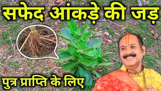 safed aakde ki jad pradeep mishra | संतान प्राप्ति का उपाय प्रदीप मिश्रा @shivmahapuran2M