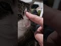 il mio gatto non mi aiuta a promuovere la mia canzone #iovogliodecrescere #osakaflu