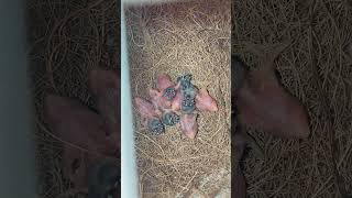 New Baby Lady Gouldian Finches