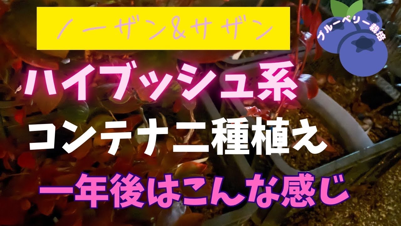 【ブルーベリー栽培】ノーザン&サザンハイブッシュ系のコンテナ二種植えの一年後