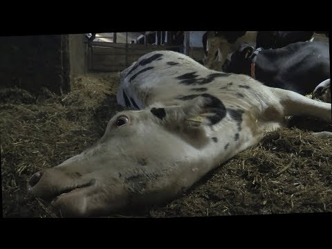 Todeskampf im Allgäu // SOKO Tierschutz e.V.