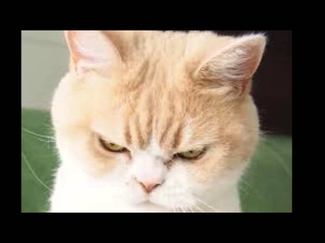 【効果音】猫の鳴き声