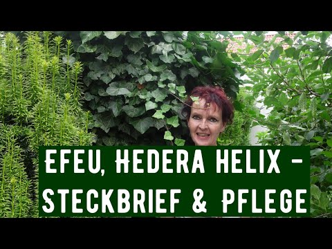 Efeu, Hedera helix