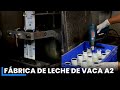 Planta envasadora de leche pura de vaca A2 | Donde la calidad se une a la perfección del embalaje