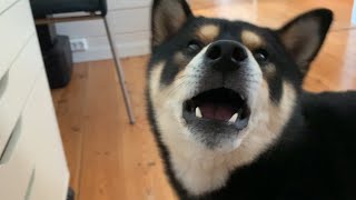 Shiba communication