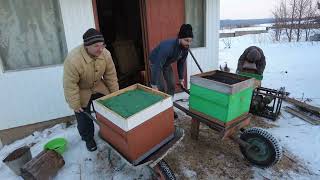 видео: Очистили территорию от снега и выставили 100 пчелосемей, 15 марта 2025, пасека Старчевских, Сибирь картинка: Очистили территорию от снега и выставили 100 пчелосемей, 15 марта 2025, пасека Старчевских, Сибирь