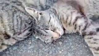 猫の島でリアルねこあつめ
