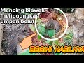 Mancing Biawak menggunakan umpan belut // Part#1