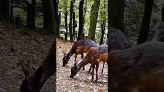 In der Eifel