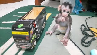 the excitement of baby monkeys playing in the house