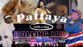 Rolling Loud in Pattaya | Travel with a dog | Pomeranian travelling