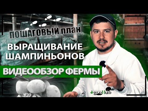 Как новичку начать выращивать шампиньоны с нуля. Пошаговый план с видеообзором фермы