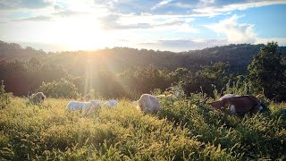 A Fenced Yard #farmlife #livestock #goatfarming #kikogoats #homestead #goatlovers #arkansas