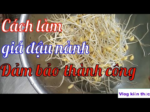 Cách LÀM GIÁ ĐẬU NÀNH MẦM ĐẬU NÀNH DỄ THÀNH CÔNG Vlog kiến thức | Foci