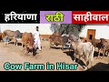 Cow Farm - Haryana Desi, Sahiwal and Rathi Breed Cows Available at Atul Bishnoi's Farm