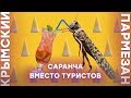 Крым: саранча вместо туристов | Крымский.Пармезан