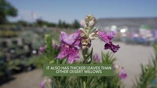Chilopsis Desert Willow Bubba With August Belmont Nursery, Fresno, Ca