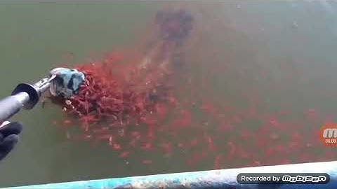 Cá lóc con bảo vệ mẹ khi bị bắt