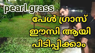 how to make a pearl grass garden, ഈ പുല്ല്  പരിപാലനം വളരെ കുറവാണു. #pearl grass. gardening ideas