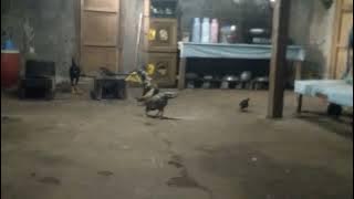 pitek ora tau mandi pitek kontol 😂😂🐓🐓