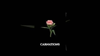 Carnation Flower Timelapse | The Beauty of Clove Pinks | Flower ASMR #timelapse #carnations