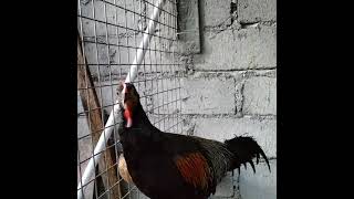 Download Lagu Ayam alas belajar Kokok MP3