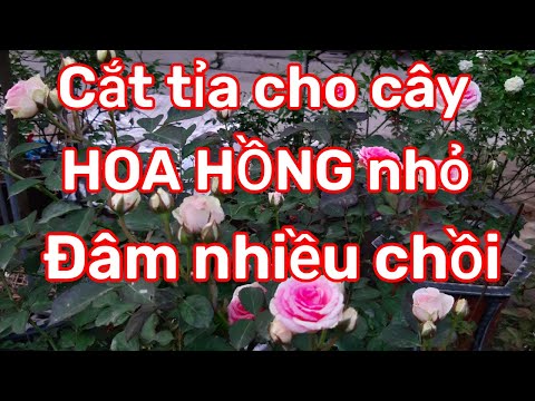 Video: Cắt tỉa Bụi Nho: Cách Tỉa Nho