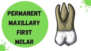 Permanent Maxillary First Molar | Tooth Morphology Made Easy!