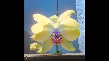 Anim Diff Lora Blooming Flowers #lora #animatediff #comfyui