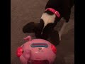 Fisher Price Piggy Bank