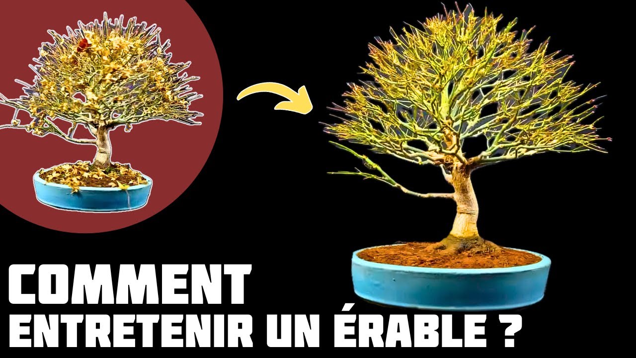 УХОД ЗА КЛЕНОМ КАСИМА 🌱 НЭДЖИКАНСКИЙ БОНСАЙ 🌱