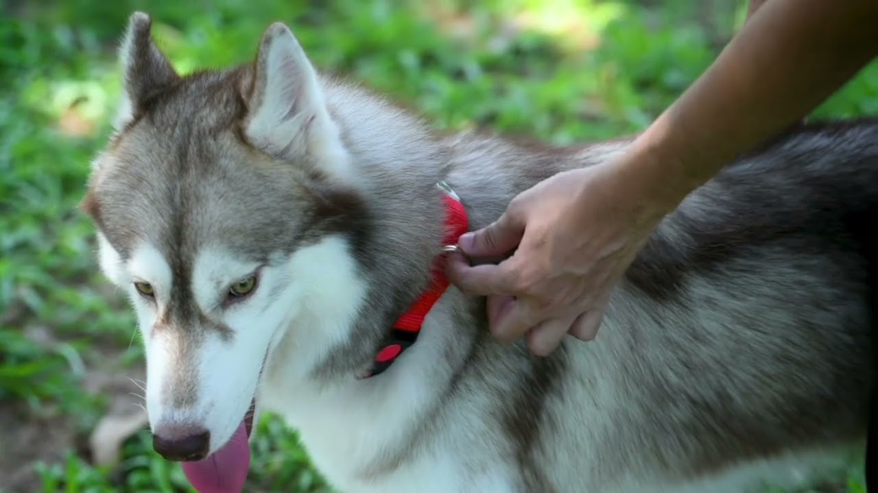 Adil’s Reflective Dog Leash & Nylon Collar Set – Perfect for Safe Walks & Training