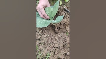 GI599820 mini rotary tillage and ridging all-in one tree 🌲 short view#subscribe