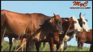 Productor Ganadero en Dos Arroyos - Misiones. Segunda Parte.