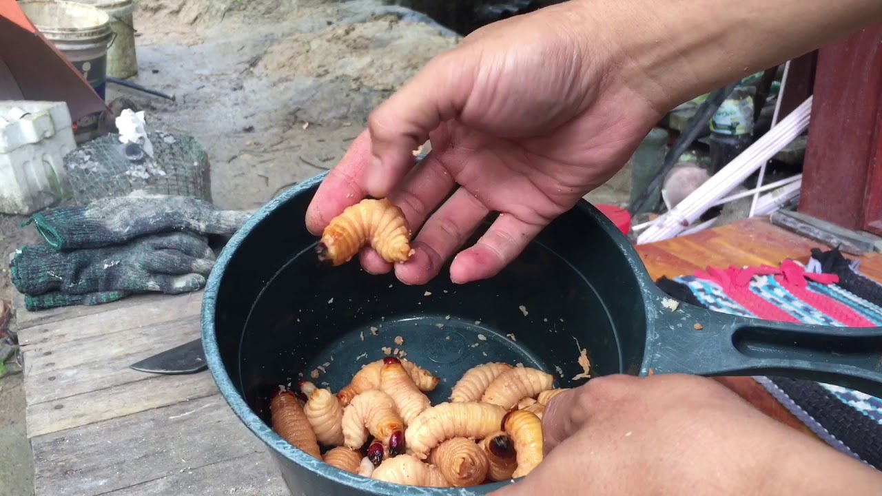Cari & masak ulat sagu. 
