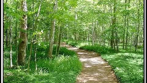 أَلَمْ يَأْنِ لِلَّذِينَ آمَنُوا أَنْ تَخْشَعَ قُلُوبُهُمْ لِذِكْرِ اللَّه القارئ سلمان العتيبي