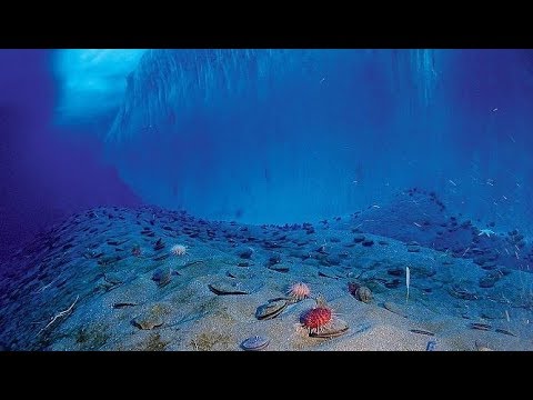 Vidéo: Araignée de mer - un mystérieux habitant des profondeurs
