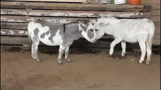 Mini Donkey Zoomies!