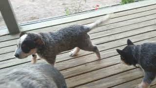 Australian Cattle Dog puppies ready for good homes.