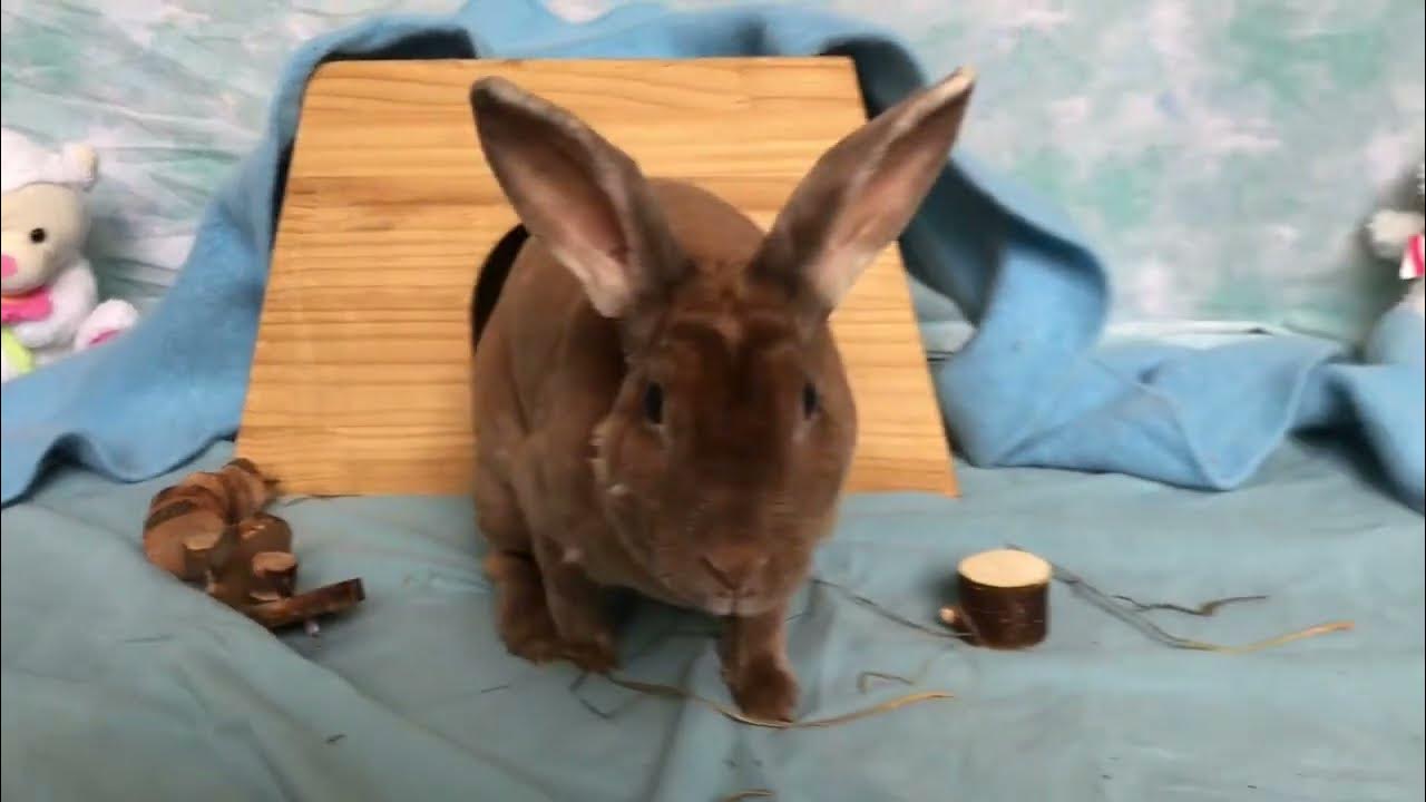 House Rabbit Network Adoptable Kira YouTube