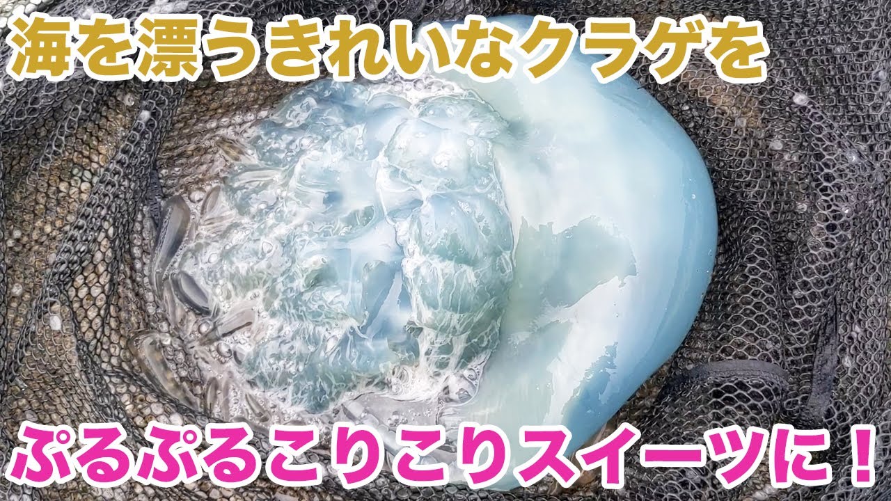 This is the nata de coco of the sea! I tried eating a beautiful