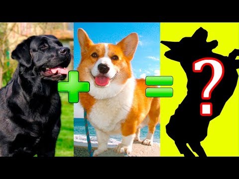 Vídeo: As 20 melhores raças de cães e misturas