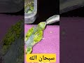 إطعام فرخ بادجي يدويا طريقة التأكيل اليدوي بالملعقة إطعام فرخ بادجي يدويا طريقة التأكيل اليدوي بالملعقة