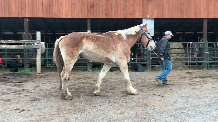 Sold 3880 Belgian gelding 17.2 H 20 years old $875 plus $40 Coggins deadline 12/5/25 ￼