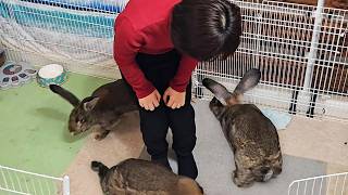 My Giant Rabbit Wont Stop Circling Methen This Happens Flemish Giant Bunnys Life