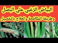 علاج البياض الزغبي في البصل خطوة بخطوة بالتفصيل علاج البياض الزغبي في البصل خطوة بخطوة بالتفصيل