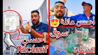 احسن رحلة بحث عن الكناري  BLANC RECESSIF | جولة في سوق الطيور في القنيطرة ?