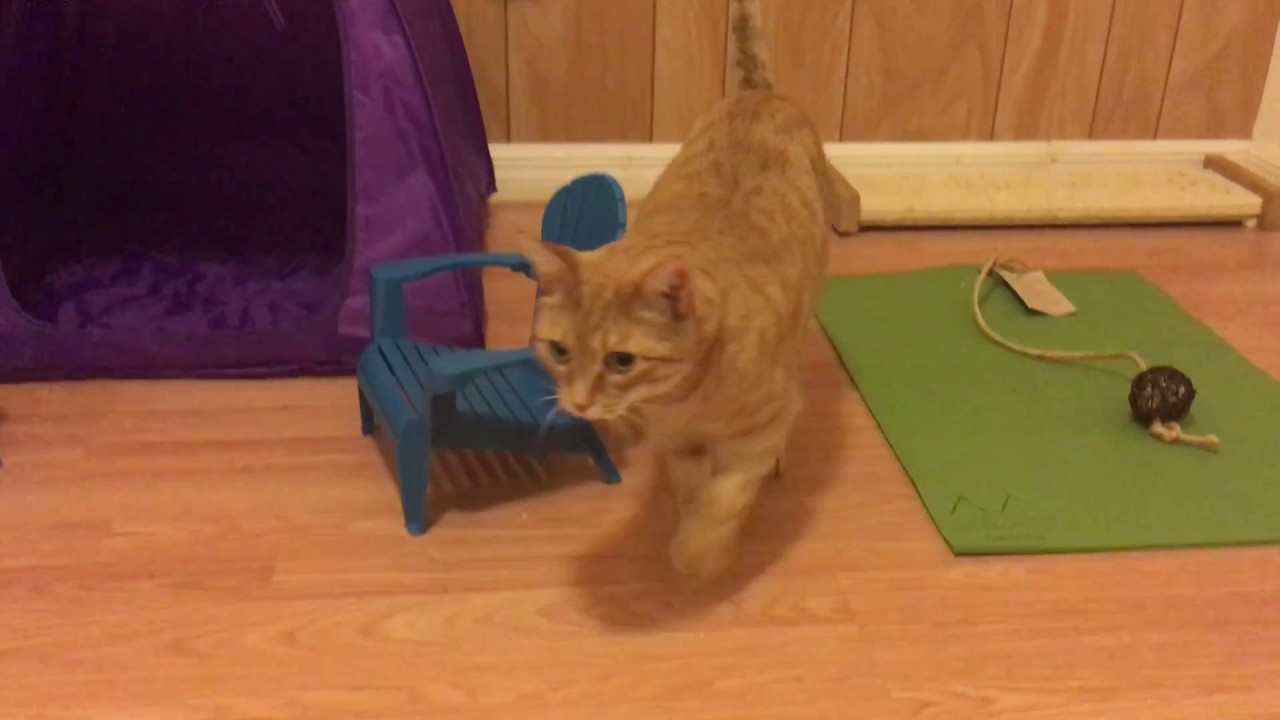 big-cats-approve-the-new-foster-kitten-room-youtube