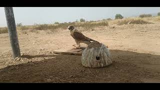 kestrel bird new video Falcon bird hunter Kpk